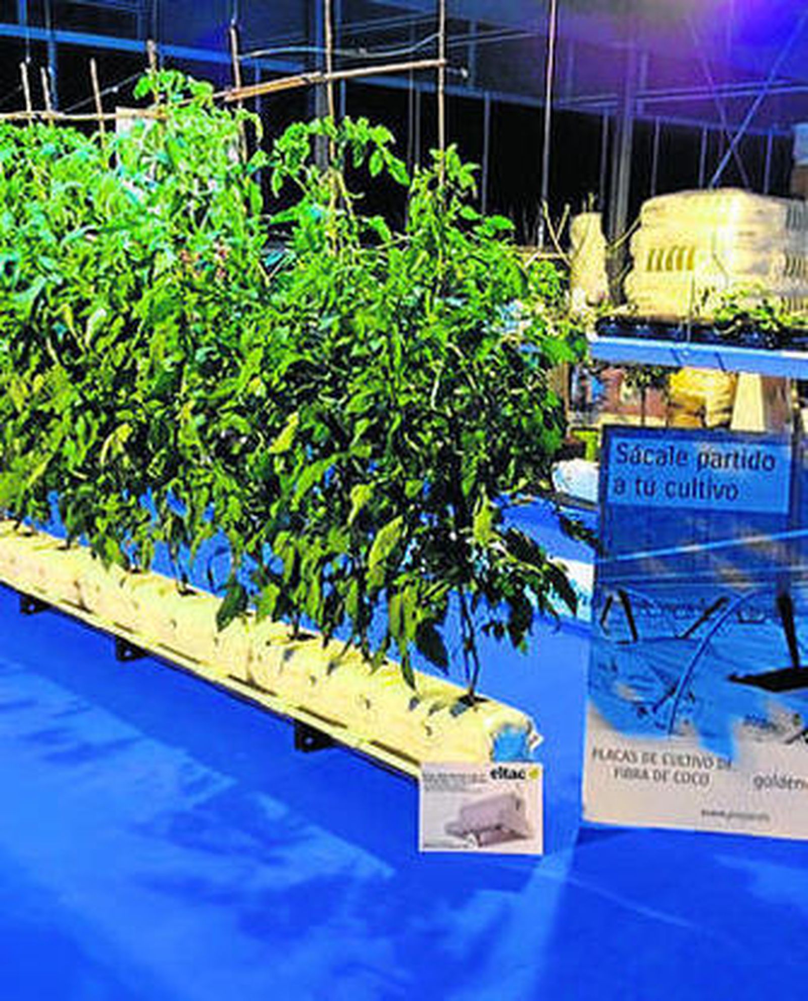 Hidroponía de coco.