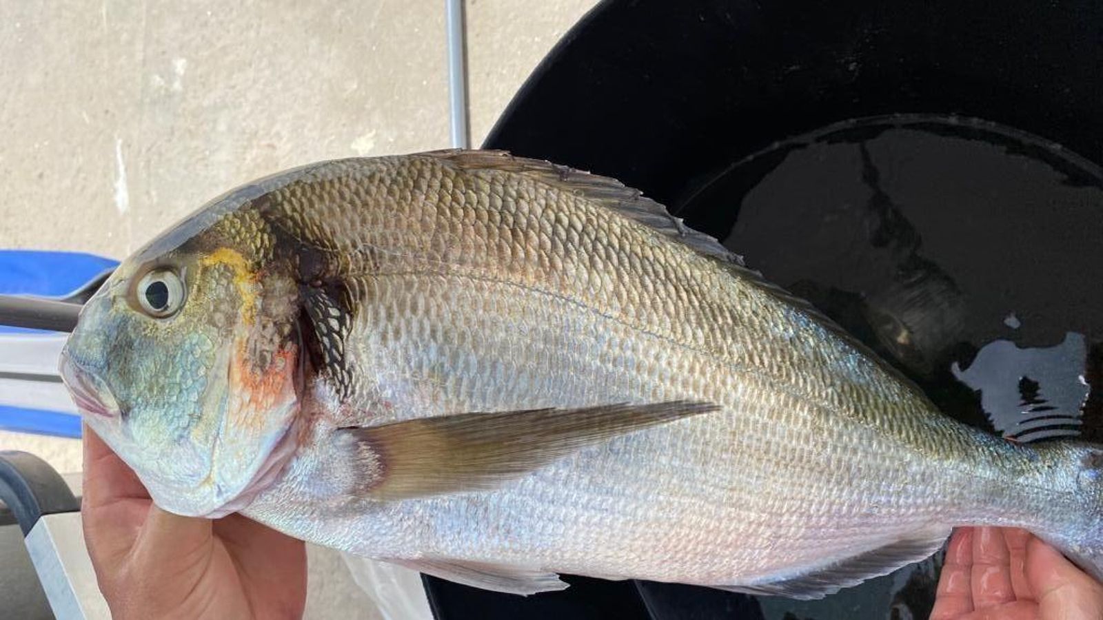 Un magnífico ejemplar de dorada capturado durante la jornada