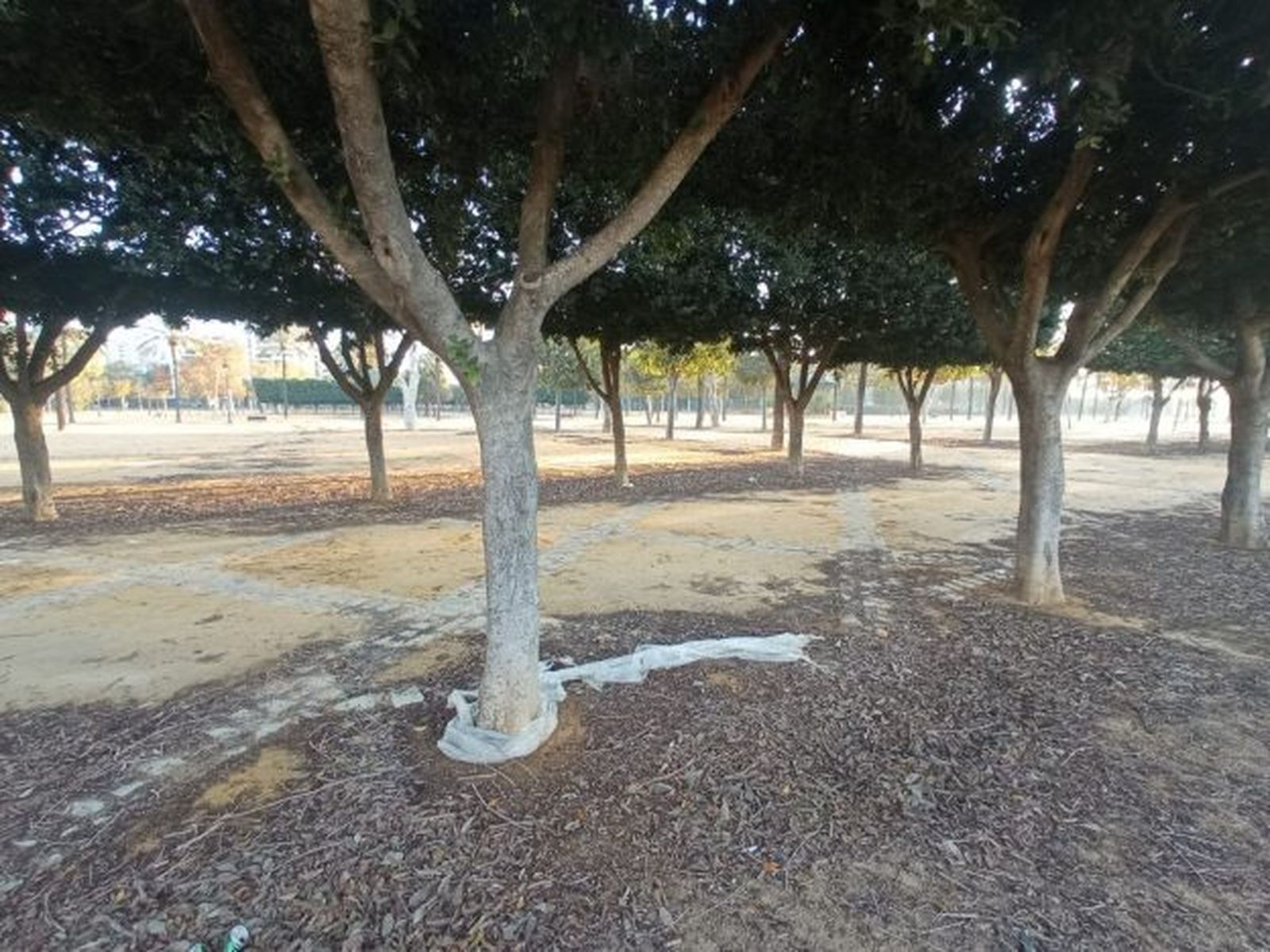 Hojarasca en el parque González Hontoria.