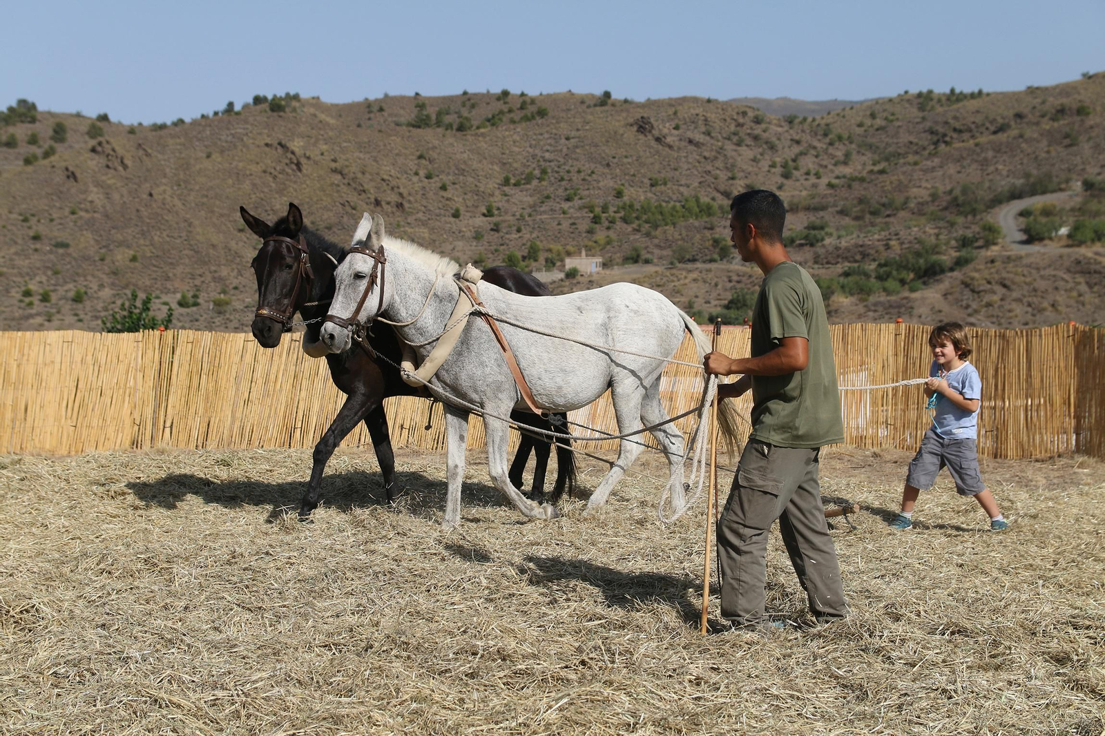 La fiesta de la trilla de Abla