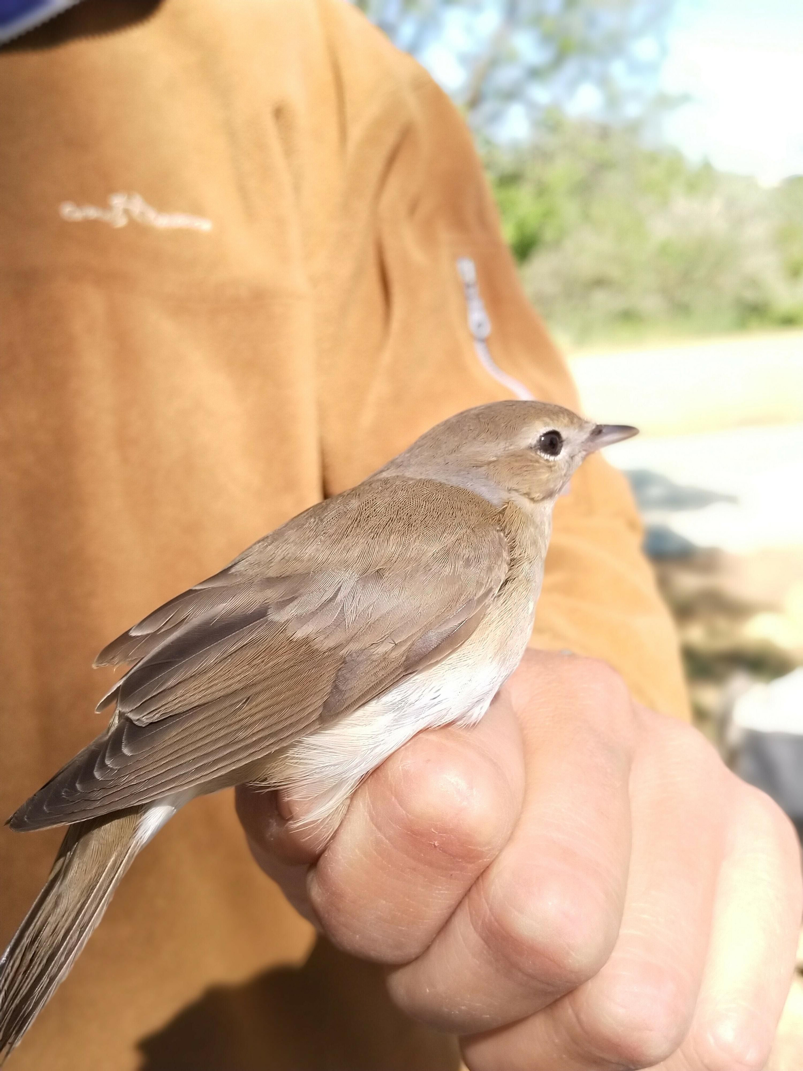 Curruca mosquitera de gran robustez, en comparación con otras currucas.