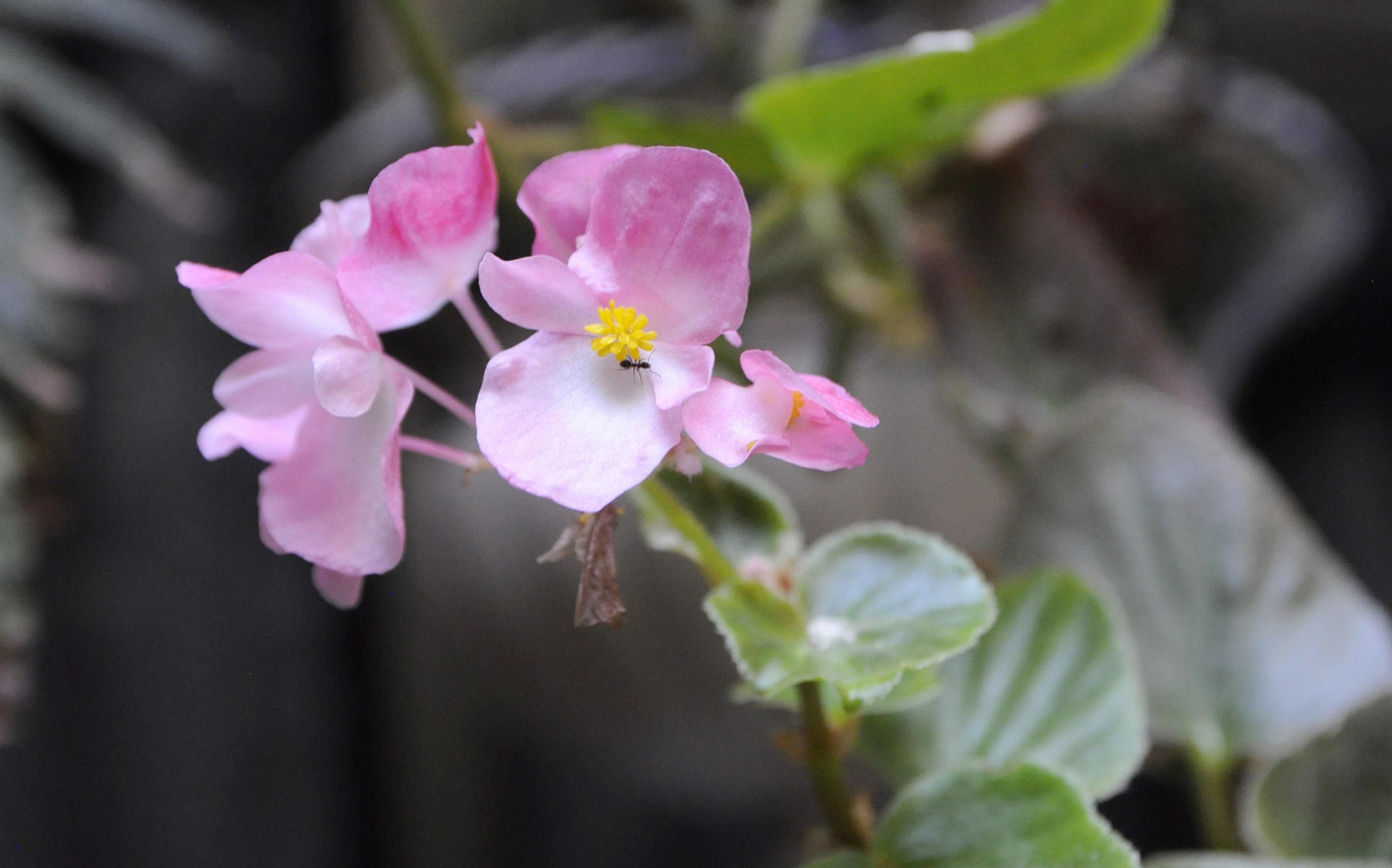 Los Patios de Córdoba se acicalan para su apertura en otoño, en fotografías