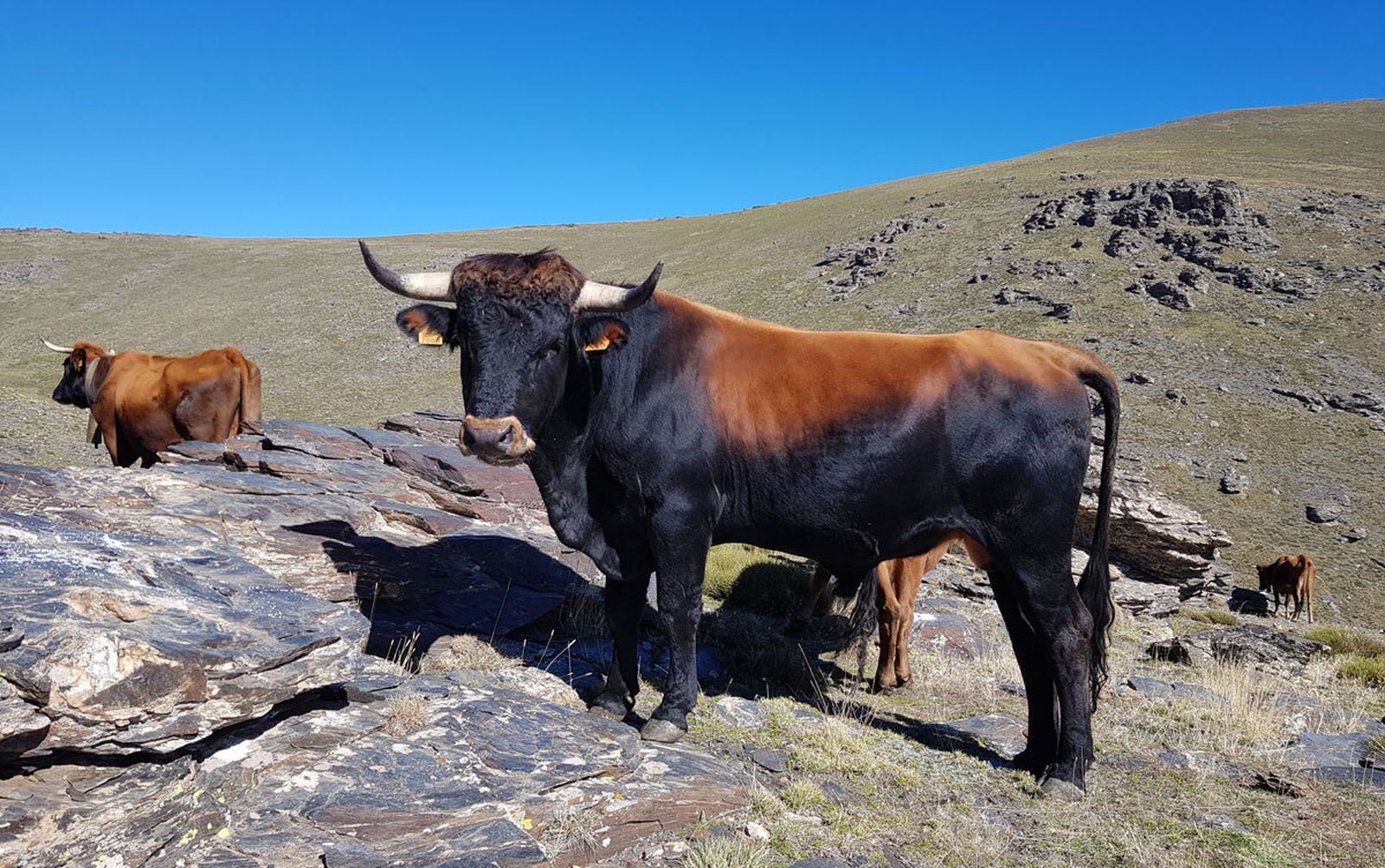 Llega a Granada el I Festival Ecoturismo de Sierra Nevada