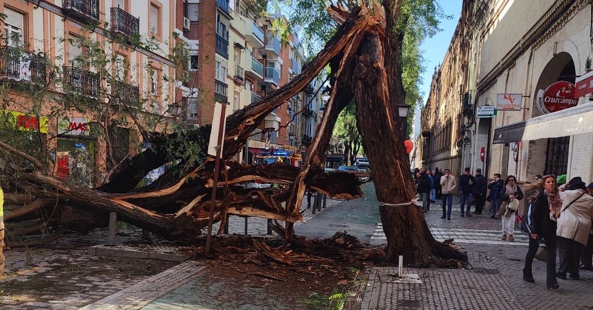 Cae un árbol de grandes dimensiones en Triana y deja totalmente cortada la calle San Jacinto