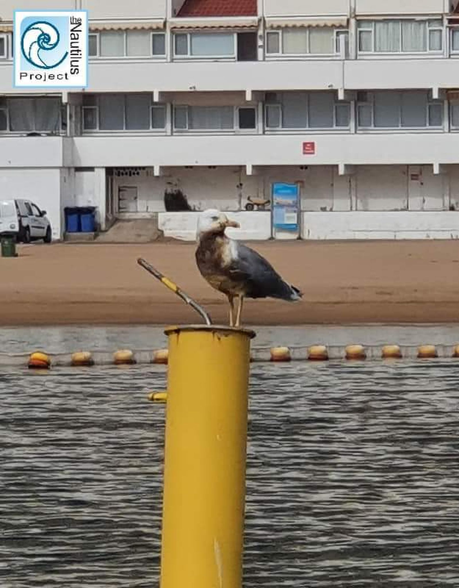 Una gaviota visiblemente afectada por los vertidos del buque.