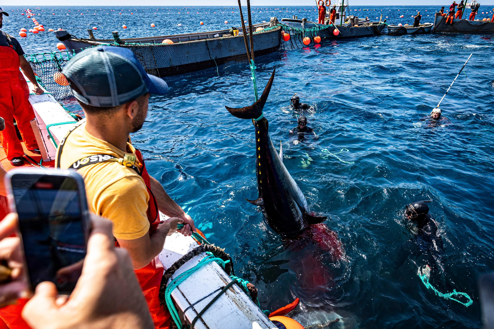 Las imágenes de la primera levantá en la almadraba de Barbate