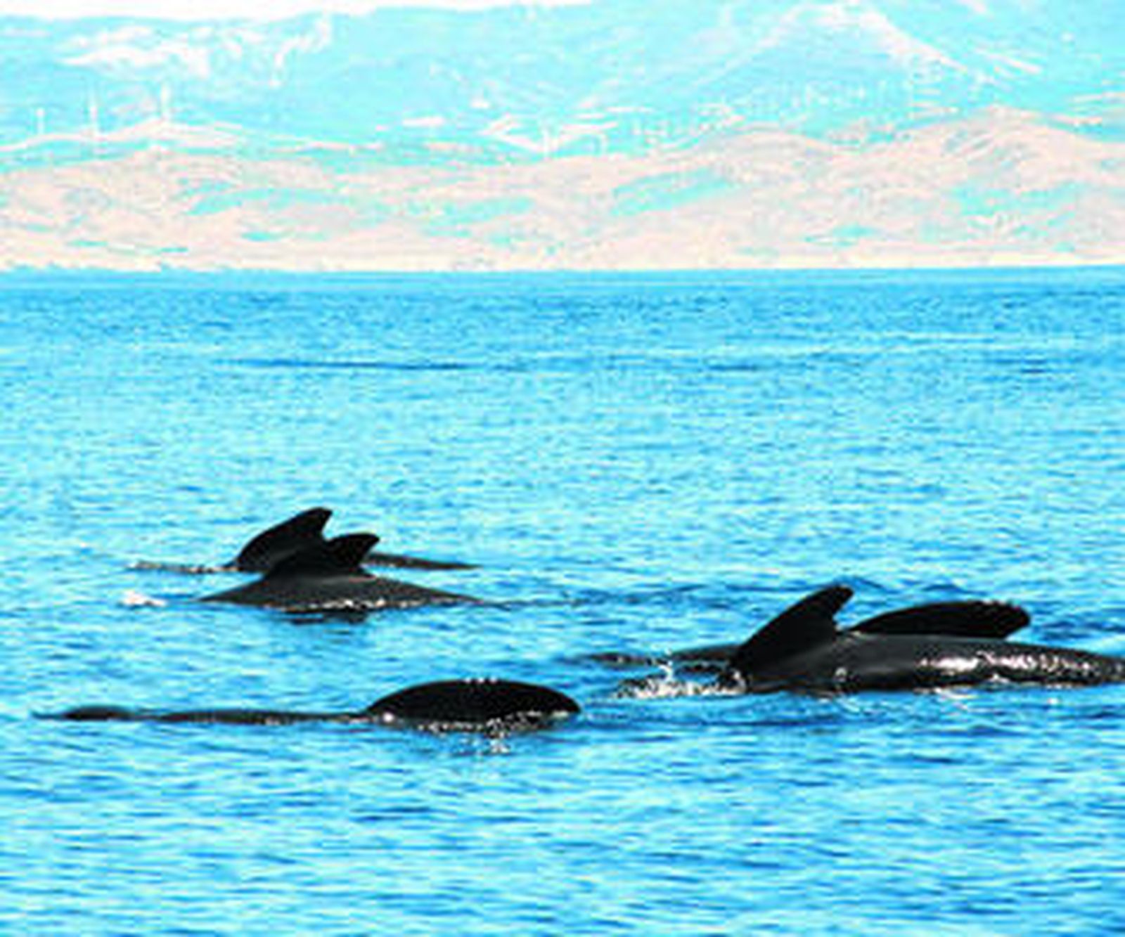 Calderones comunes en aguas del Estrecho de Gibraltar.