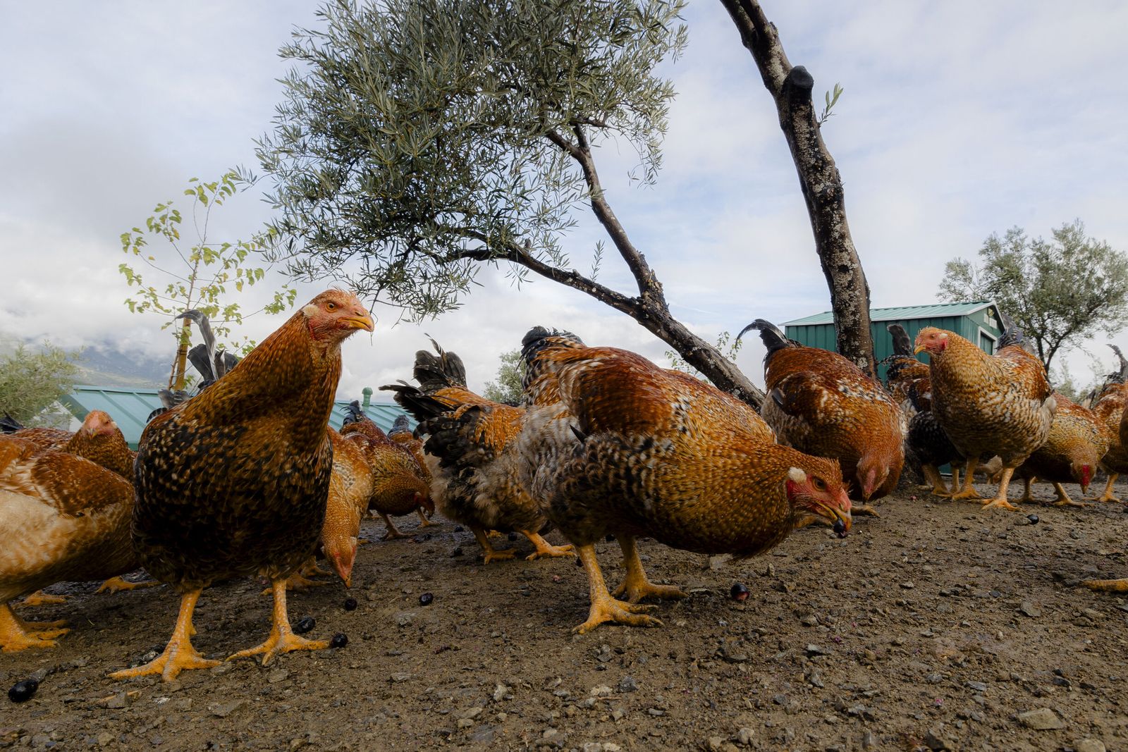 Capones y pulardas, en la Finca Loma Verde de Setenil.