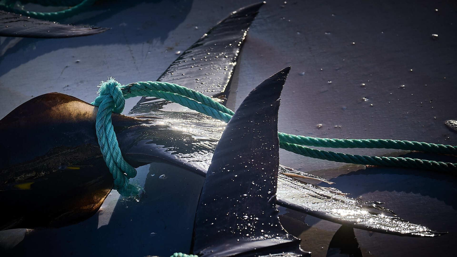 Atunes en la cubierta de la nave de transporte