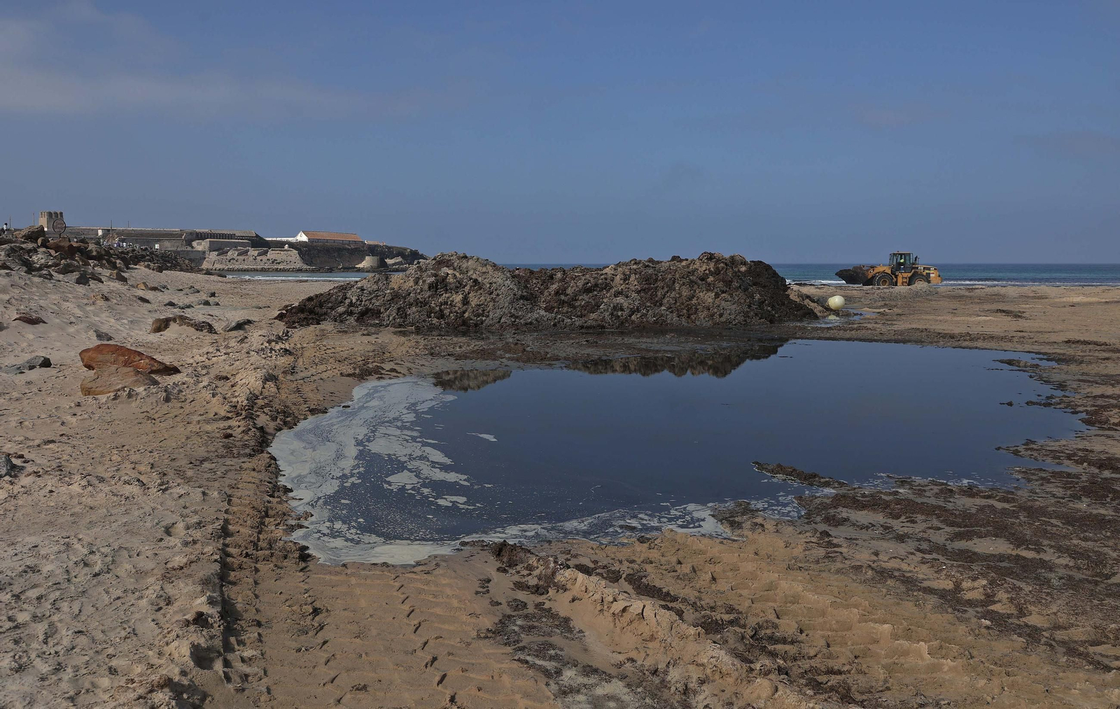 El alga invasora cubre de nuevo la playa de Los Lances en Tarifa