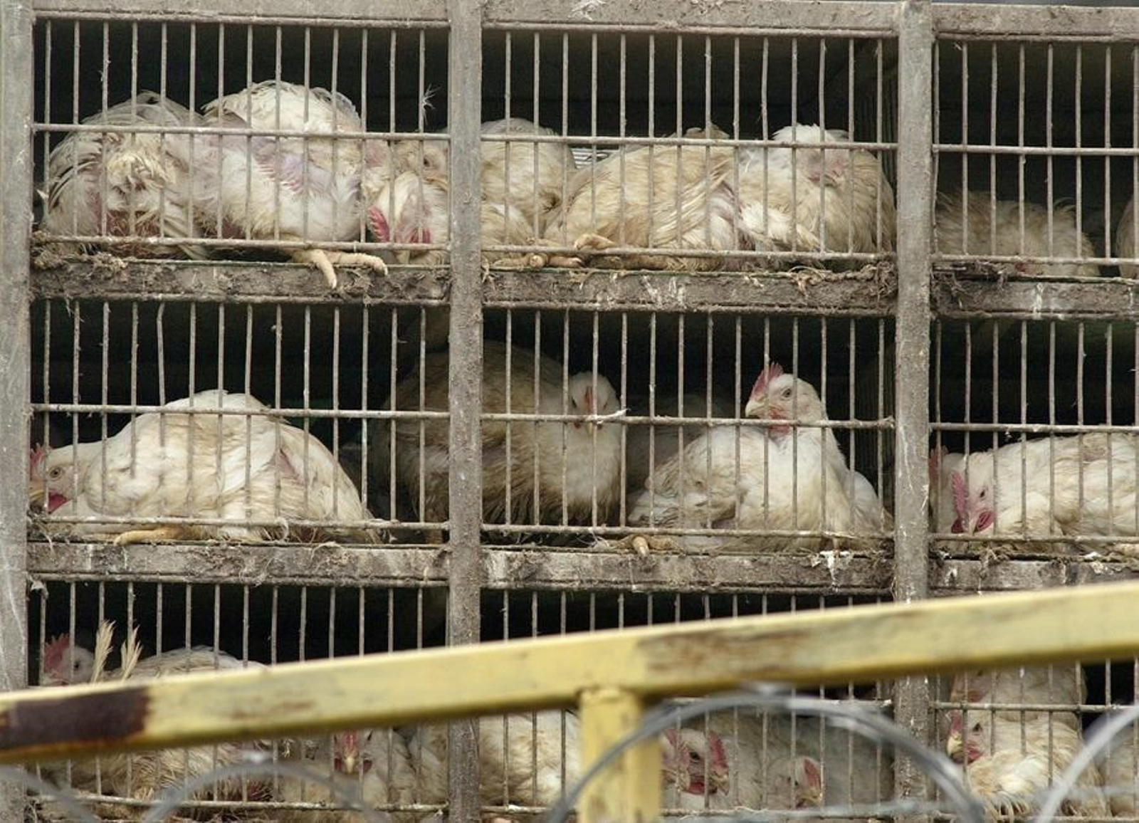 Una granja de pollos.