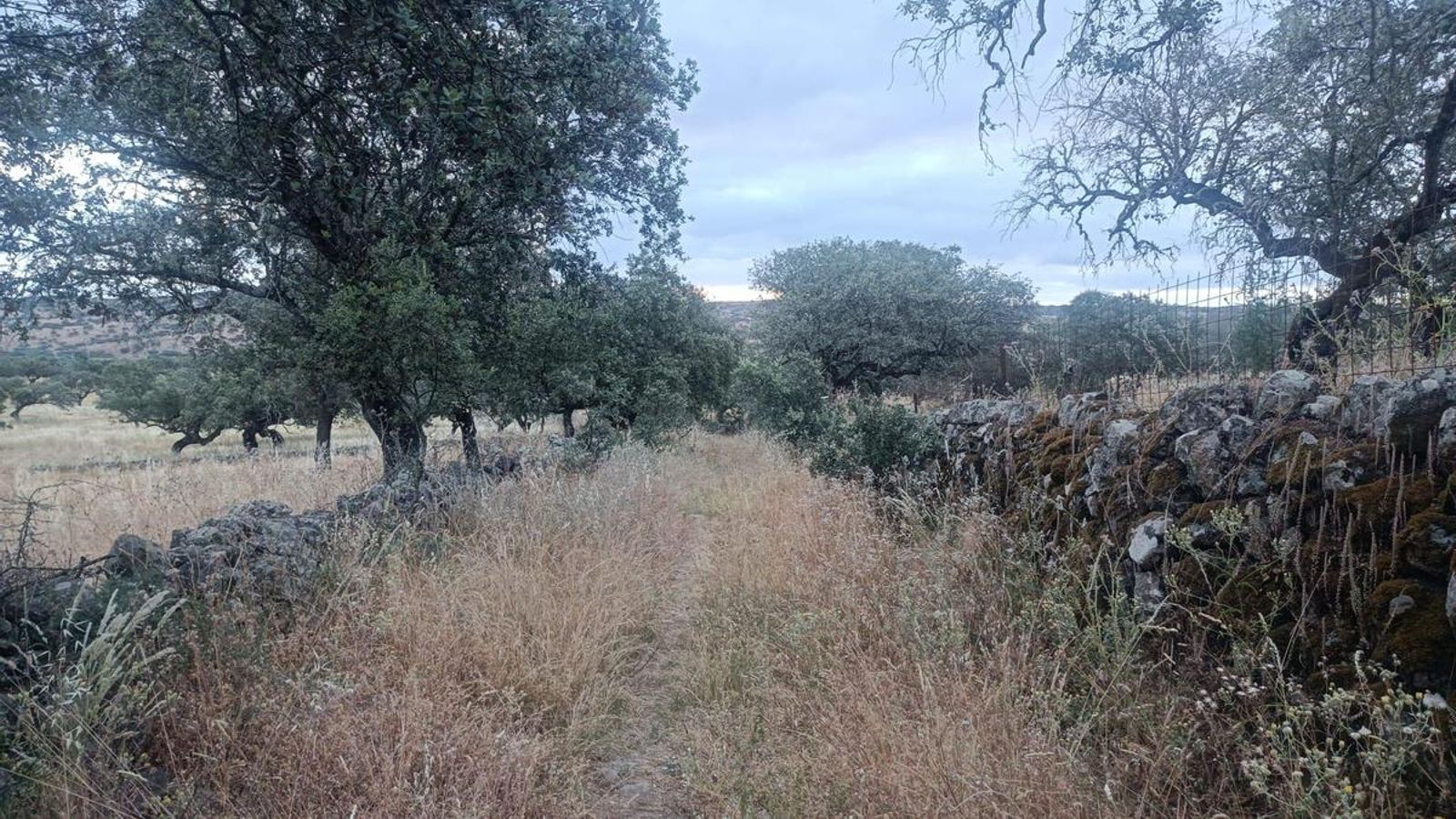 Típico camino entre muretes por la dehesa.