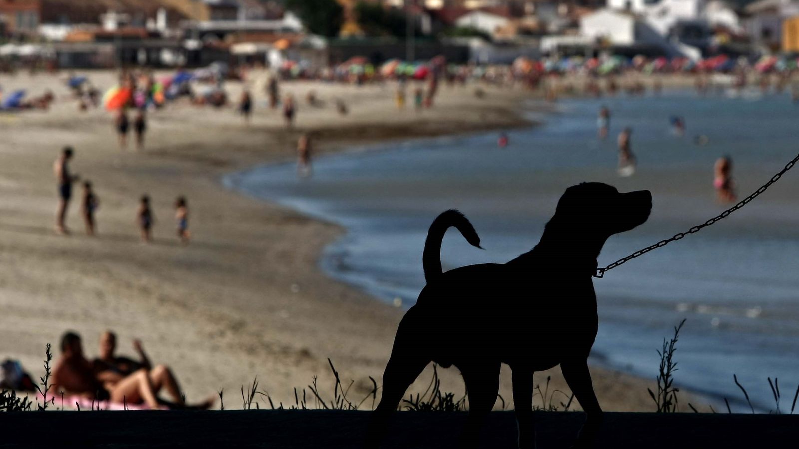 Un perro, frente a la costa.
