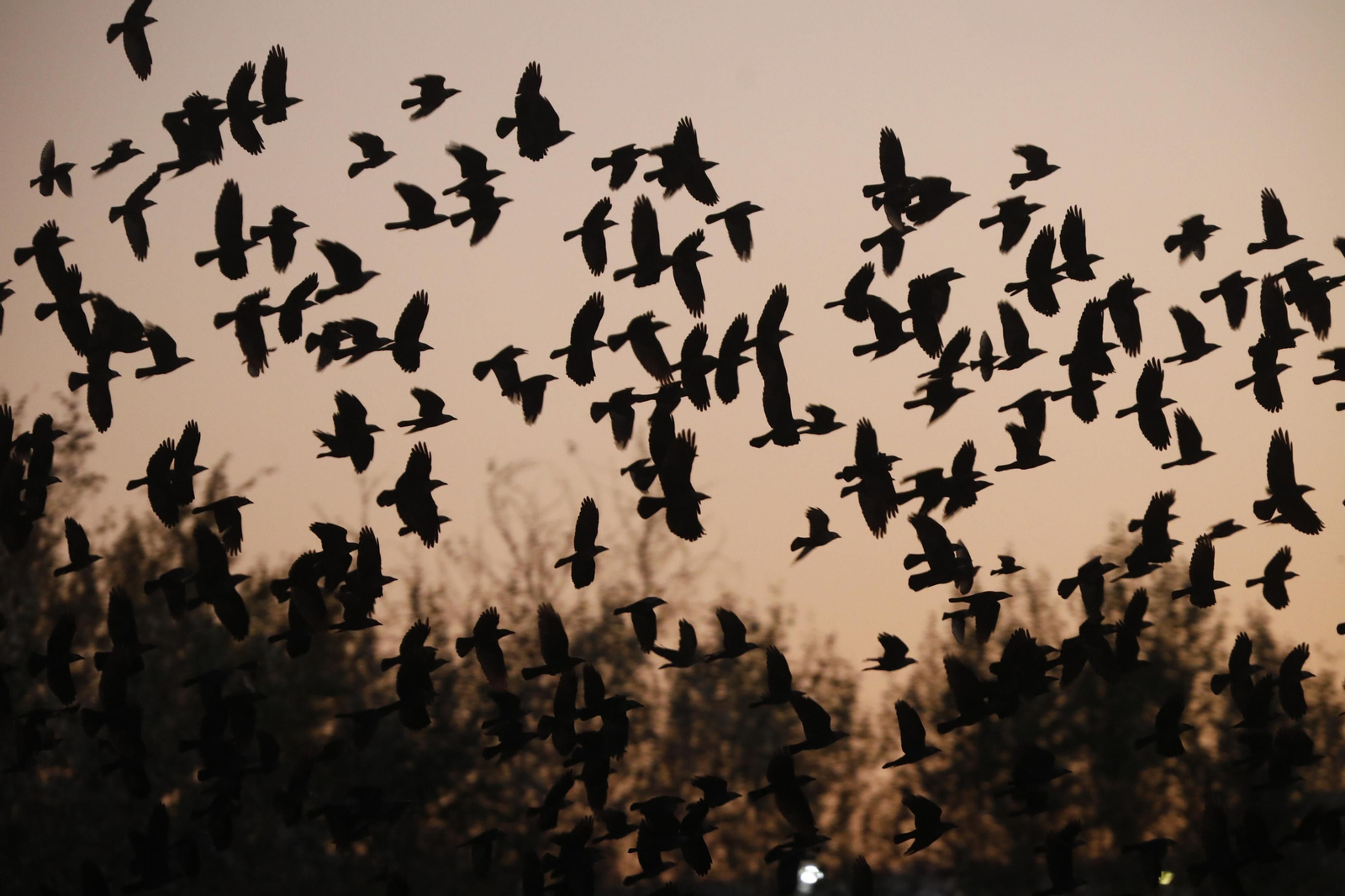 Las aves que habitan en Los Sotos de la Albolafia de Córdoba, en fotografías