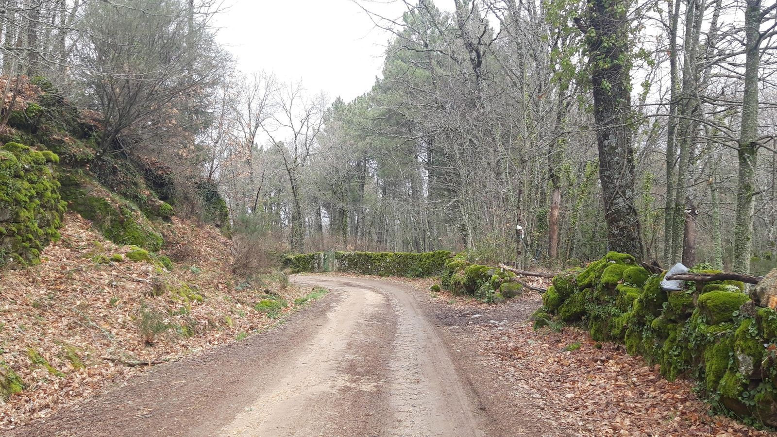 Tras Puerto de Bejar, comienza el descenso por un bello paisaje.