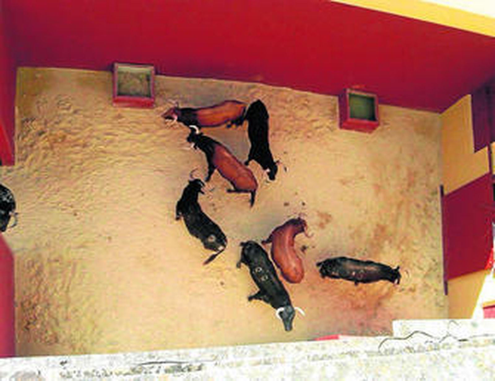 Vista aérea ayer del nuevo corral, donde se puede apreciar la presentación del ganado a lidiar en su conjunto.