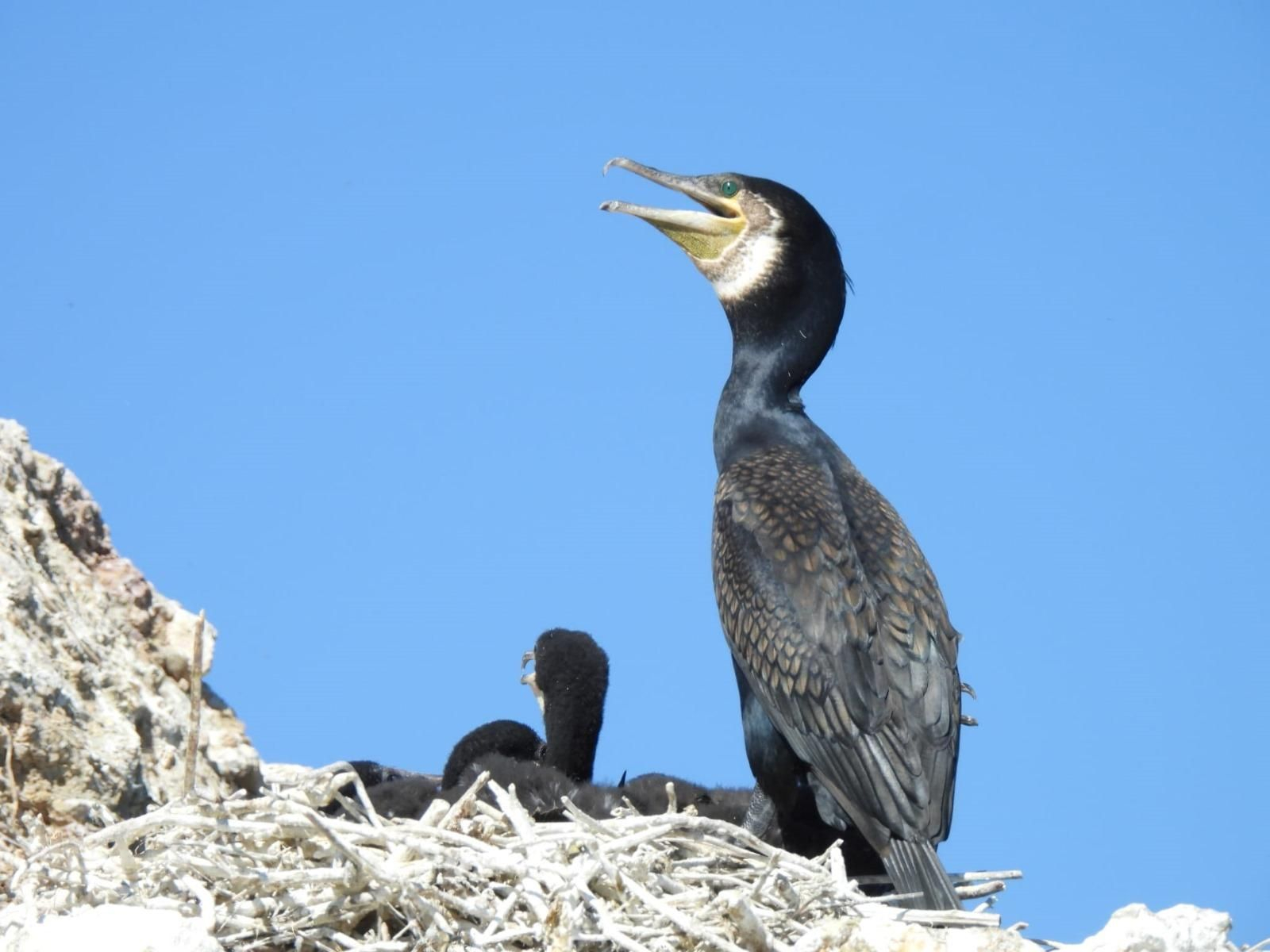 Anillamiento de cormoranes en el pantano de Iznájar