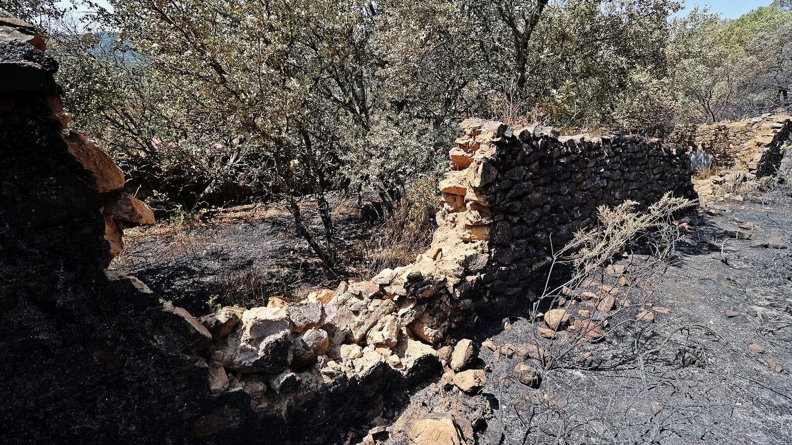 Zona arrasada por el incendio.
