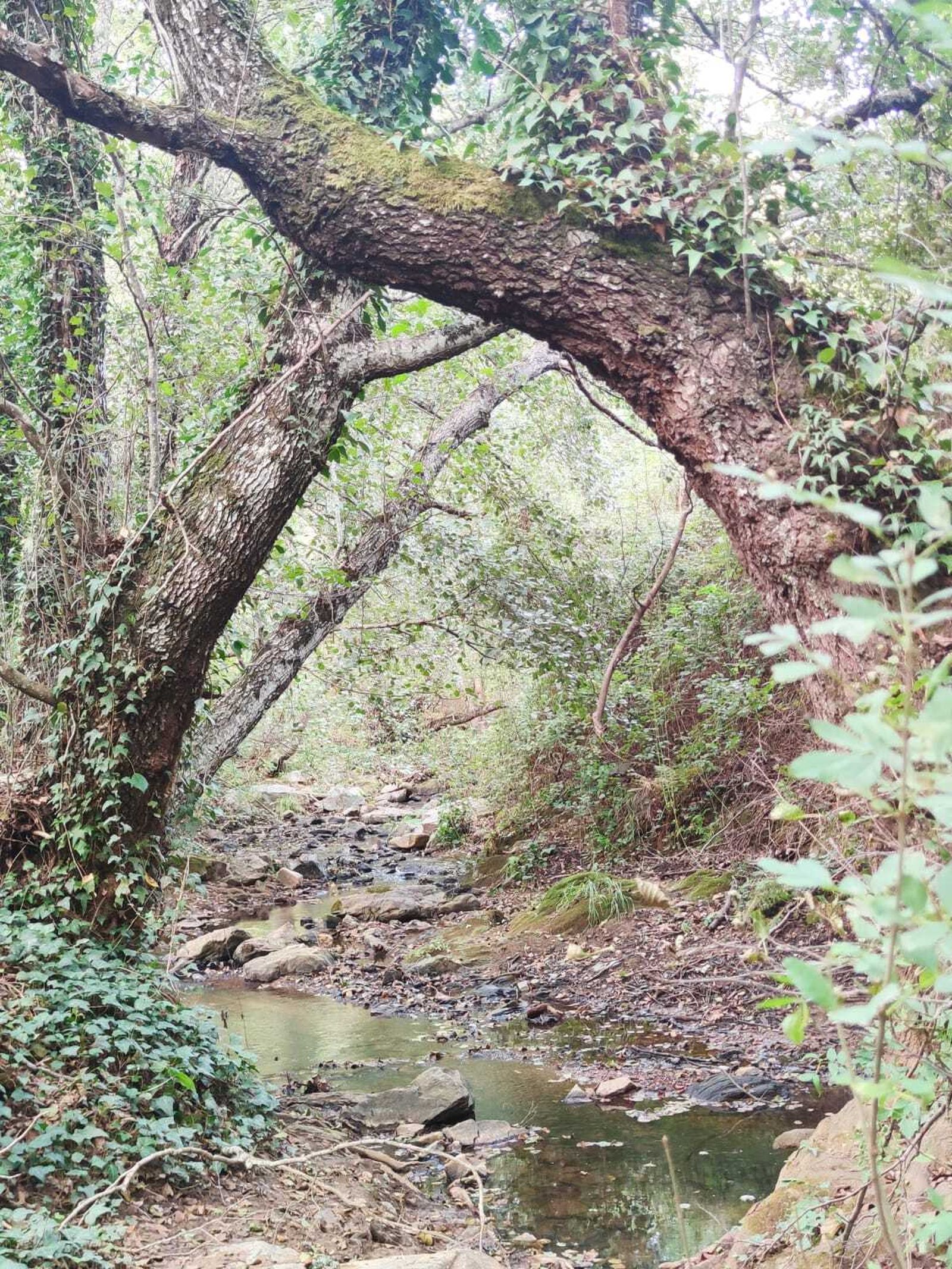 Una ruta familiar que enamora: el Bosque de las Letras en Santa Ana la Real