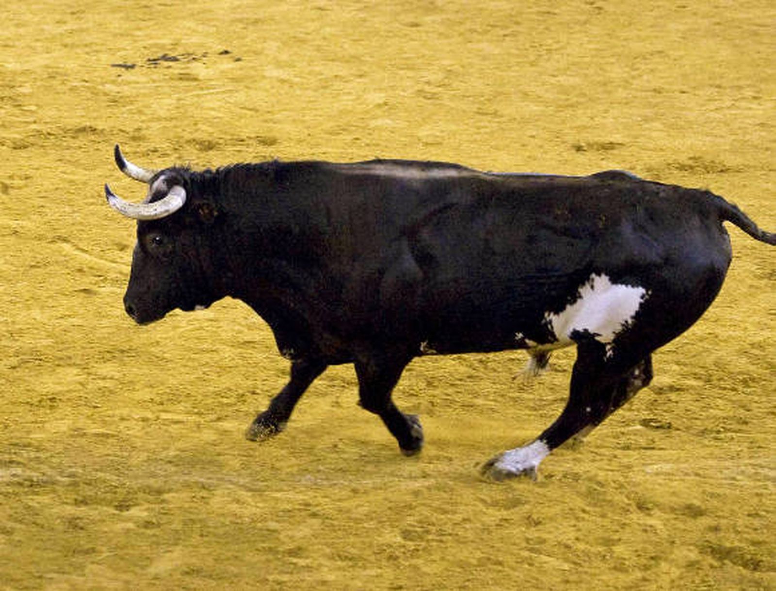 El toro 'Ratón' hará su última aparición en su pueblo natal, Sueca