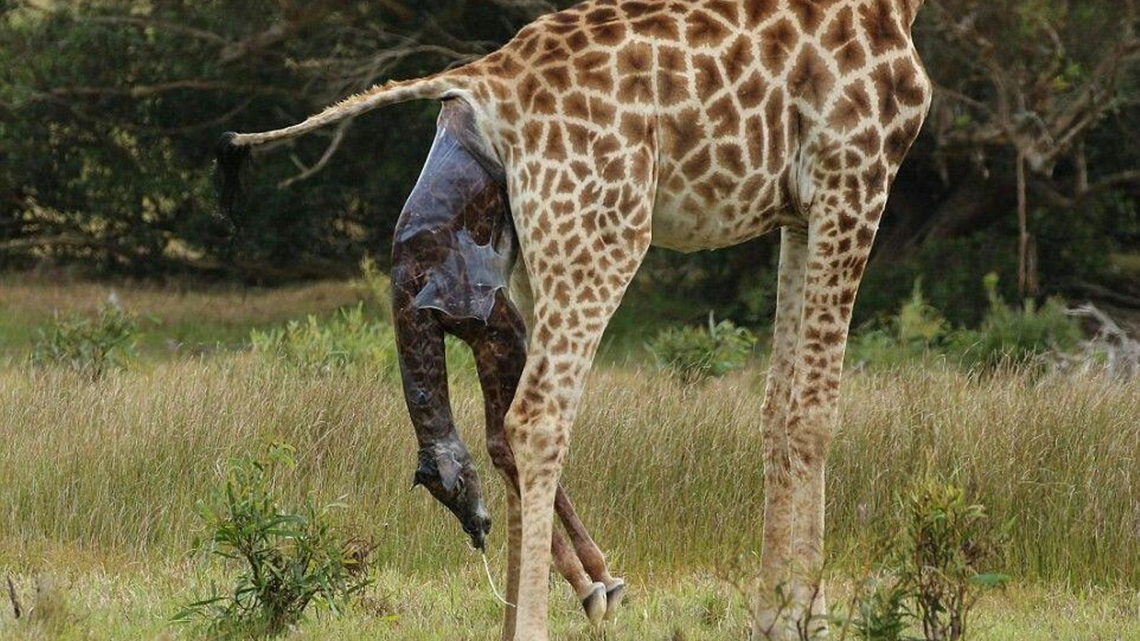jirafa pariendo