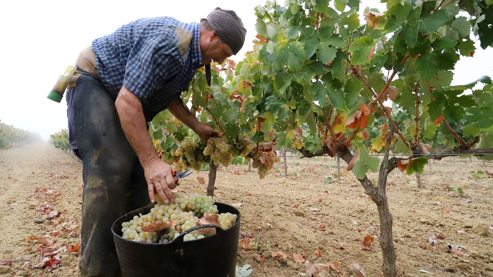 Un trabajador corta los racimos de la vid.