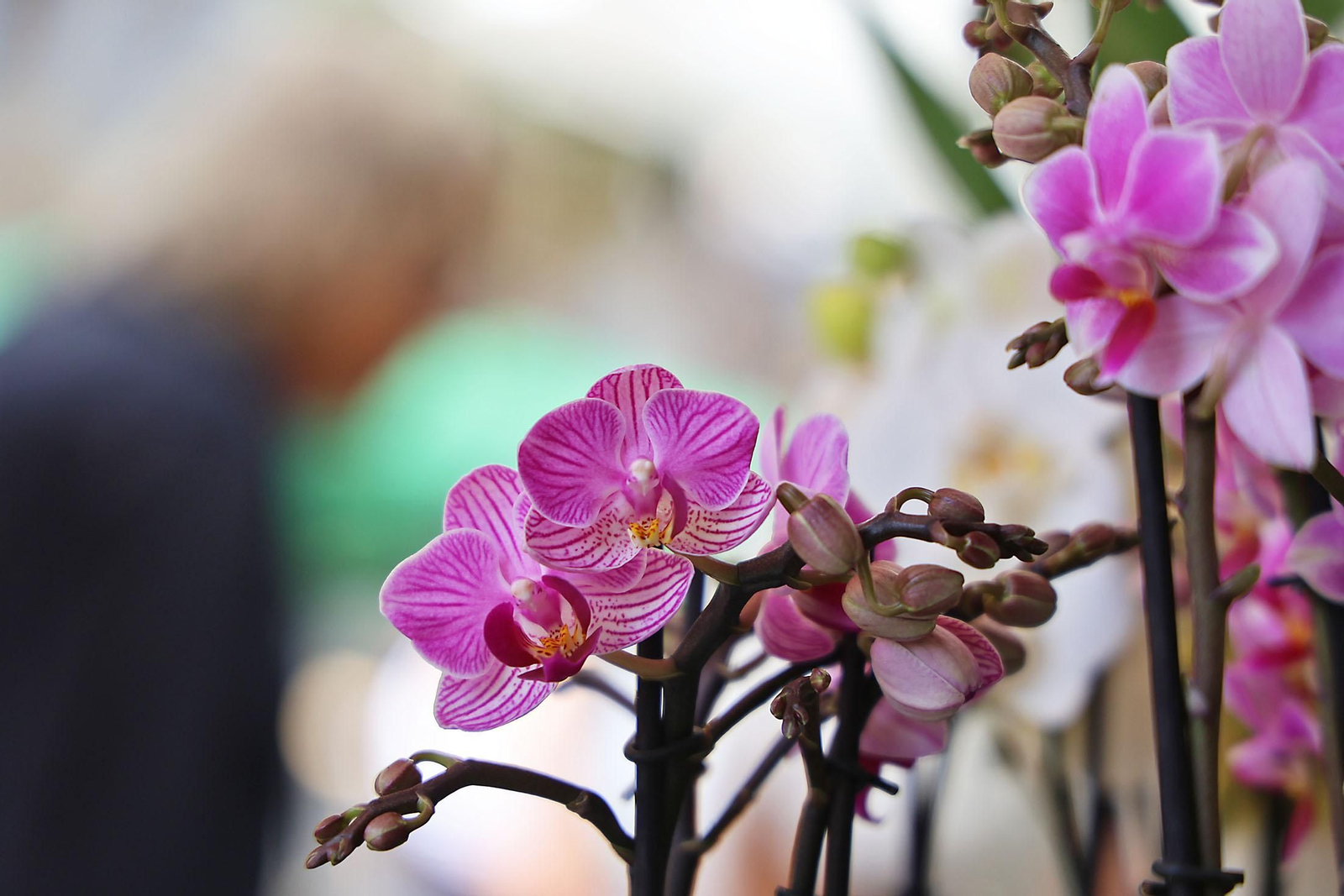 Imágenes del mercado floral ubicado en la Plaza de las Monjas de Huelva