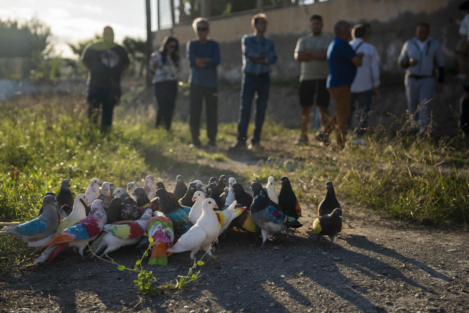 Las mejores imágenes de la suelta de palomos en la Feria de Albox