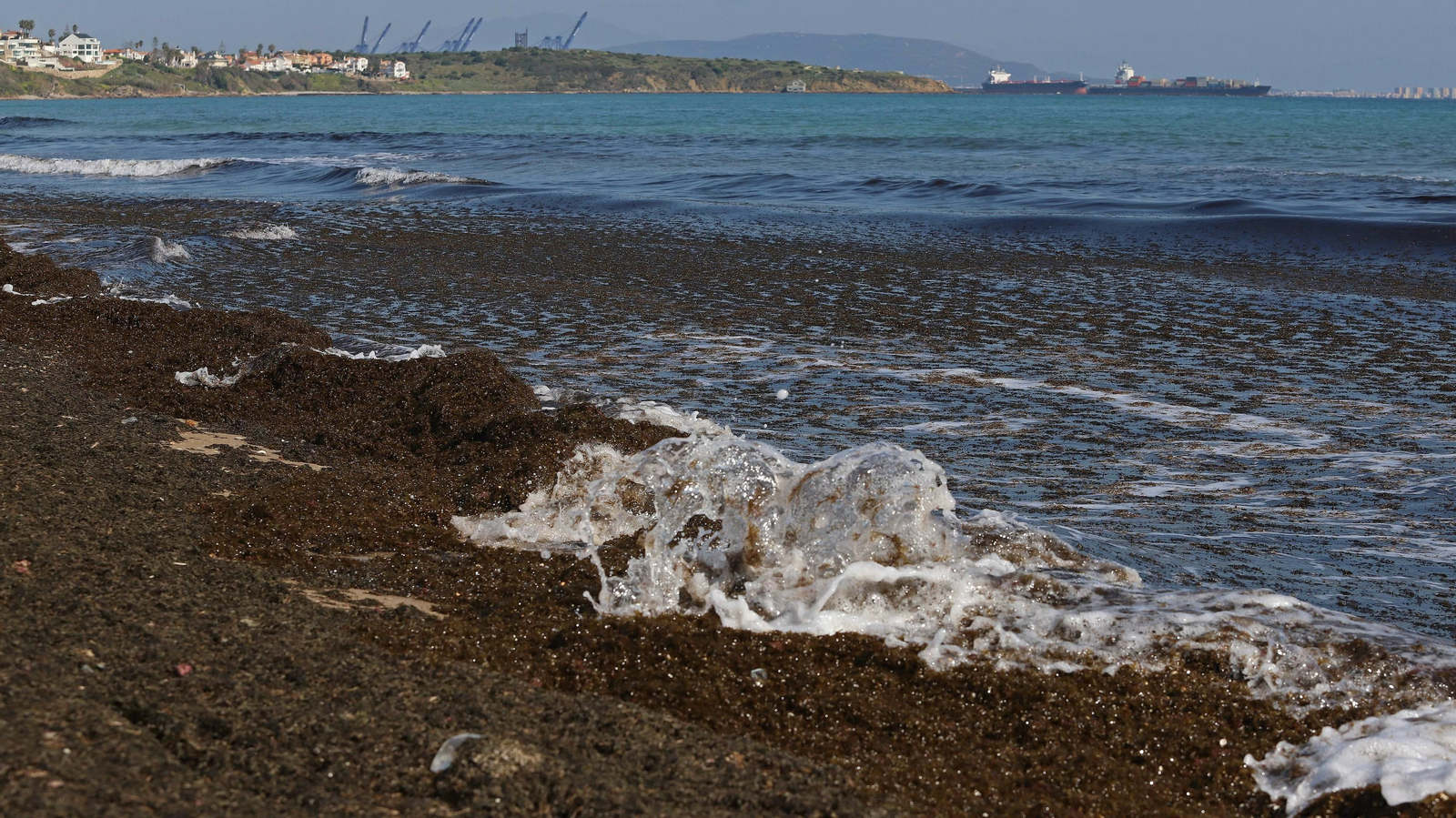 El alga invasora cubre la orilla de playa Getares