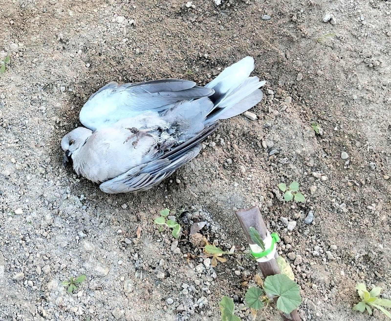 Paloma moribunda debido a la gripe aviar