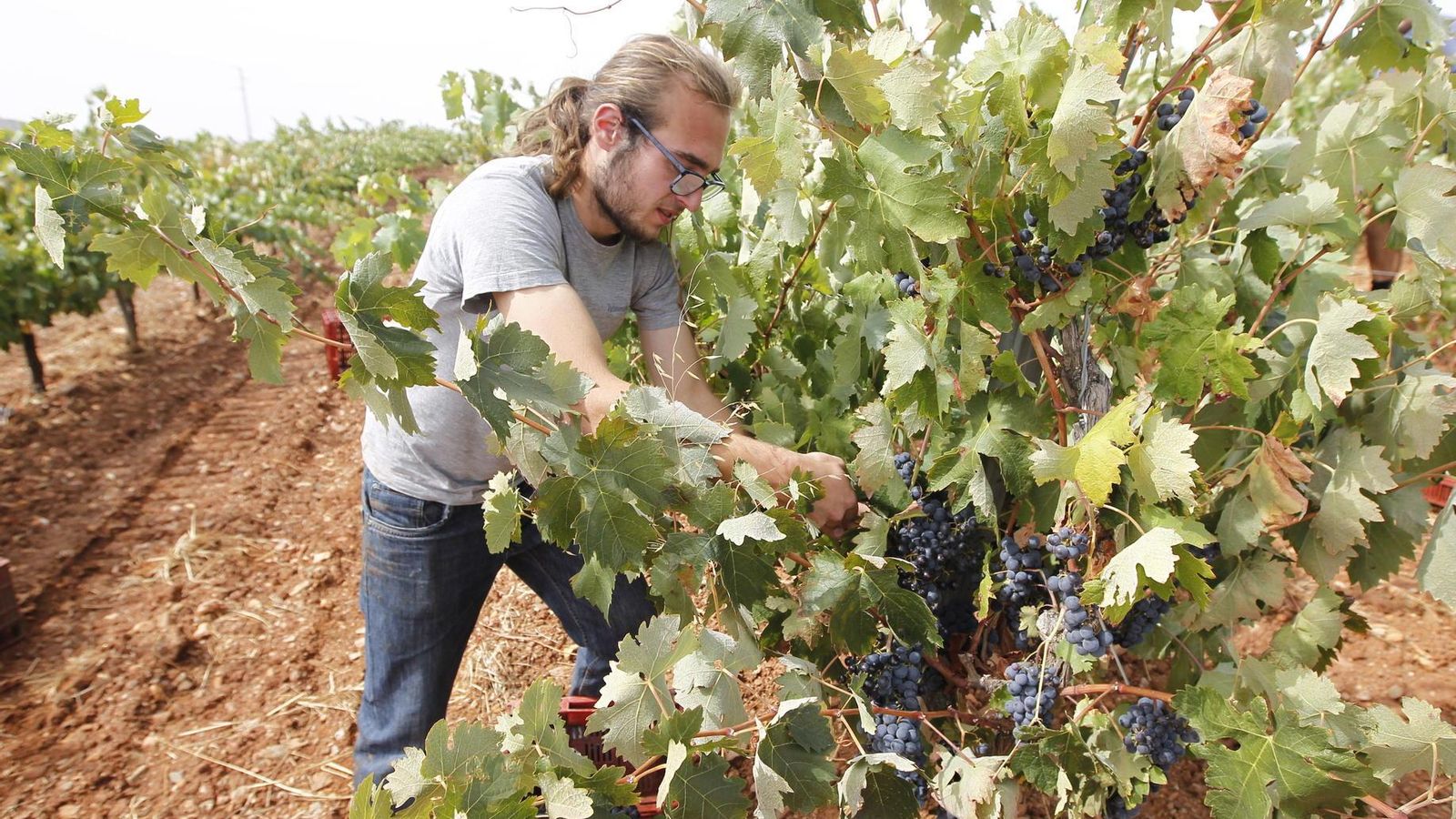 La vendimia en la Alpujarra se está viendo favorecida por una temperatura agradable en estas jornadas.