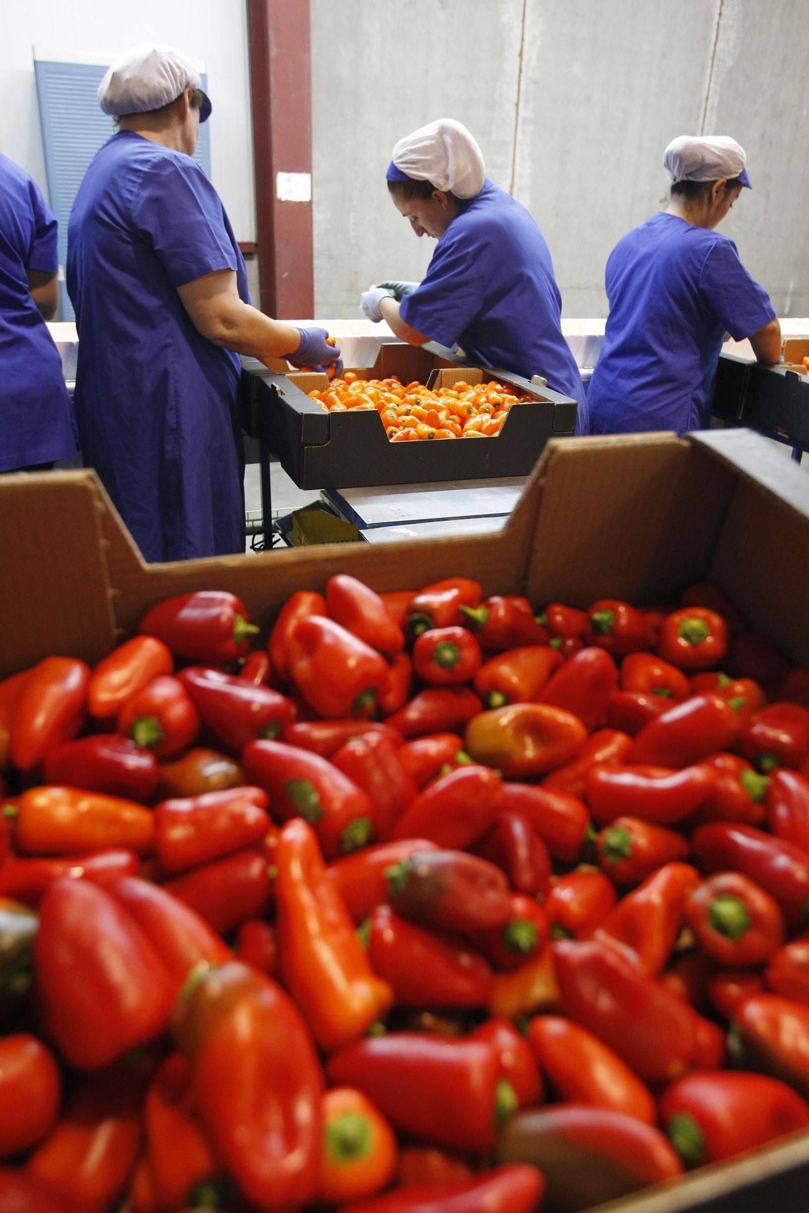 El pimiento es la principal hortaliza que Almería exporta a Reino Unido.