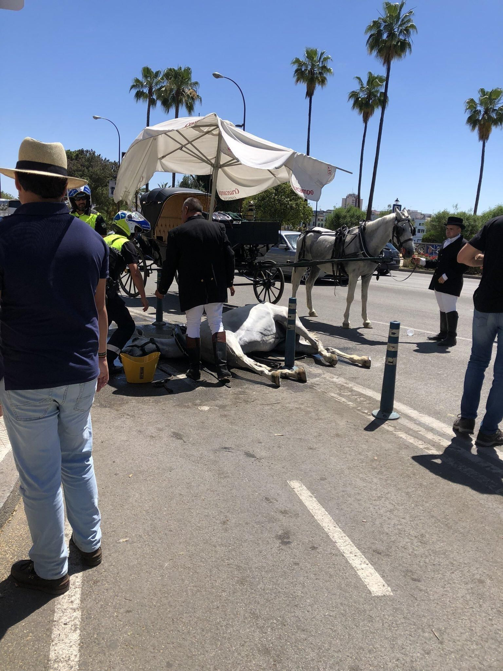 Denunciada la dueña de una yegua muerta en el Paseo de Colón