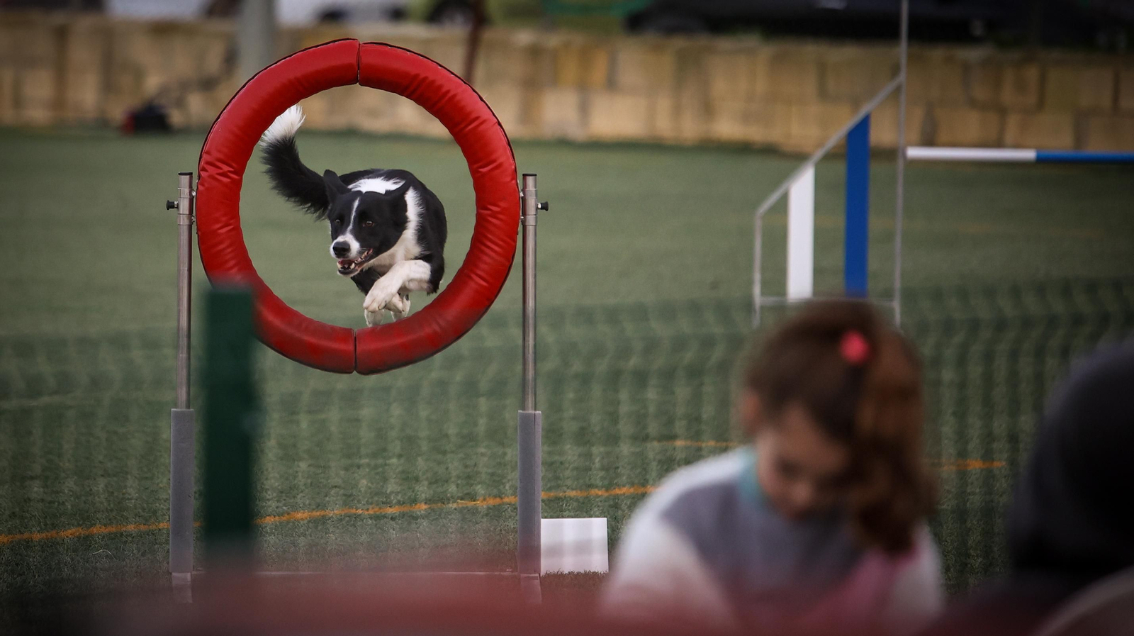 Habilidad canina en la prueba puntuable para el Campeonato de España de 'Agility' celebrado en Jerez Espectaculares las pruebas de disciplina canina puntuables para el Campeonato de España de Agility