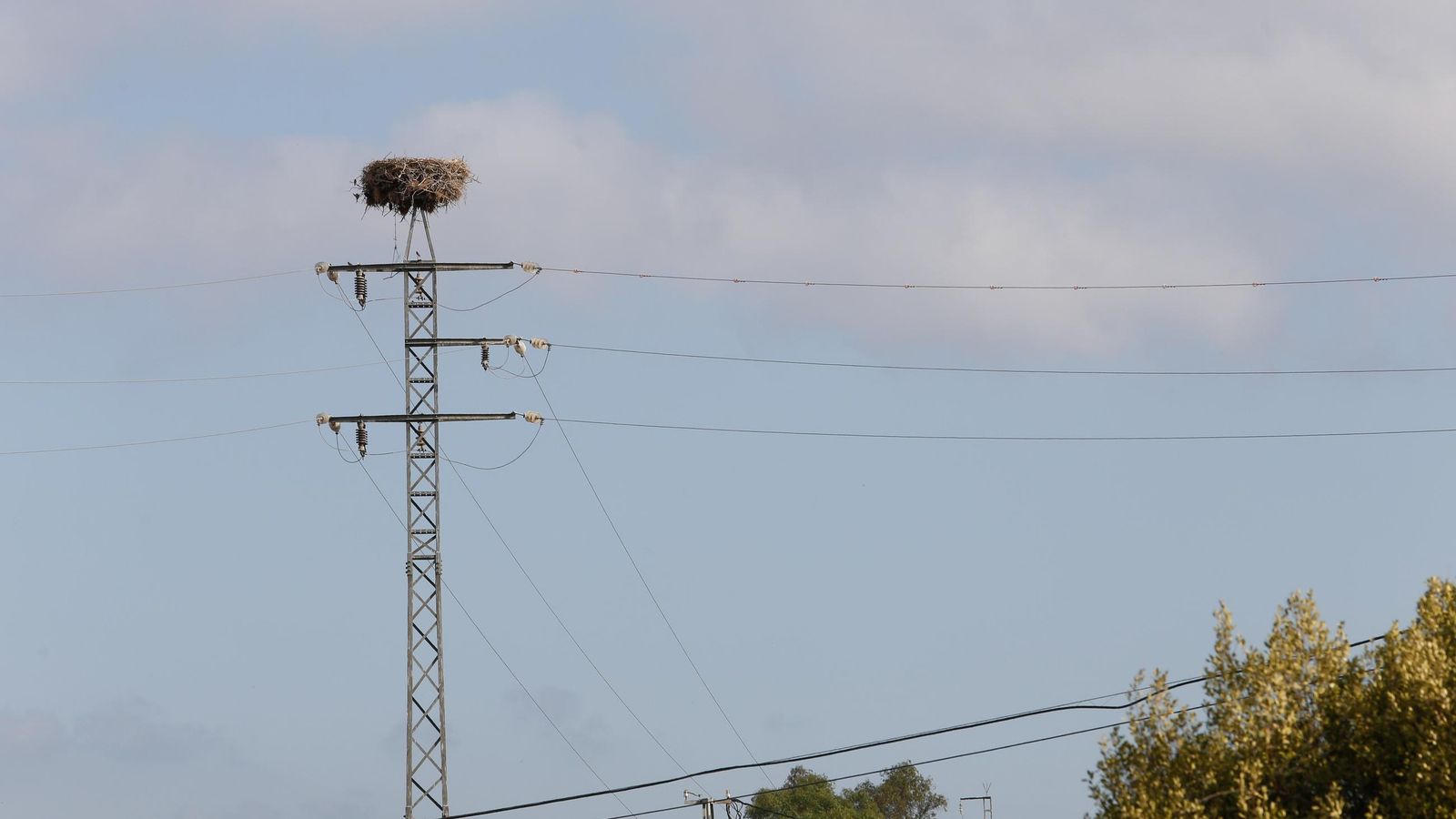 Un nido de cigüeñas sobre una torreta eléctrica.