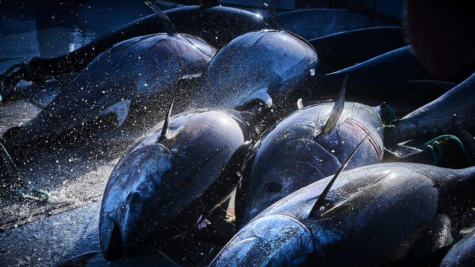 Los animales recien pescados son hidratados permanentemente con agua.
