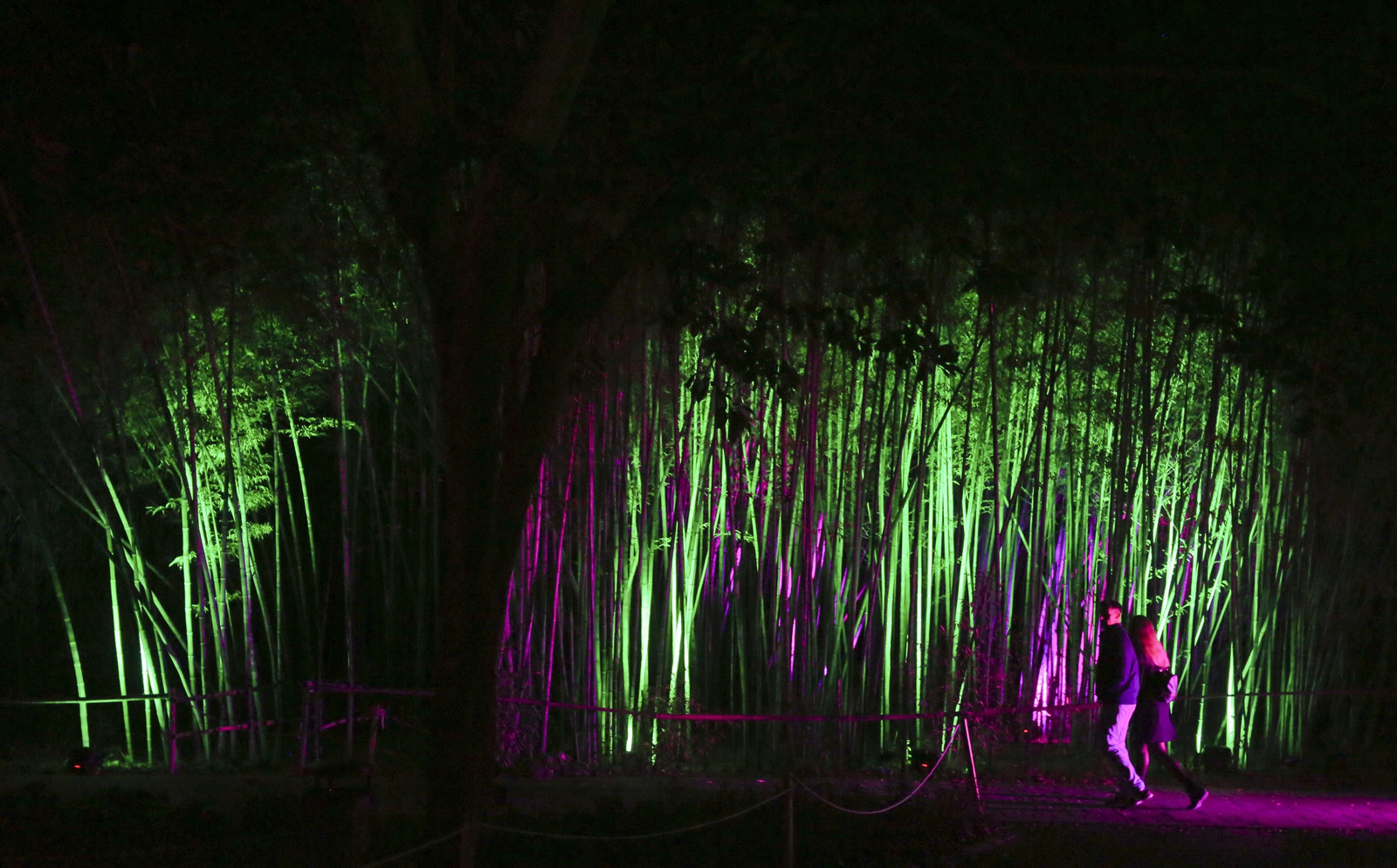 Las luces del Jardín Botánico de Málaga esta Navidad, en fotos