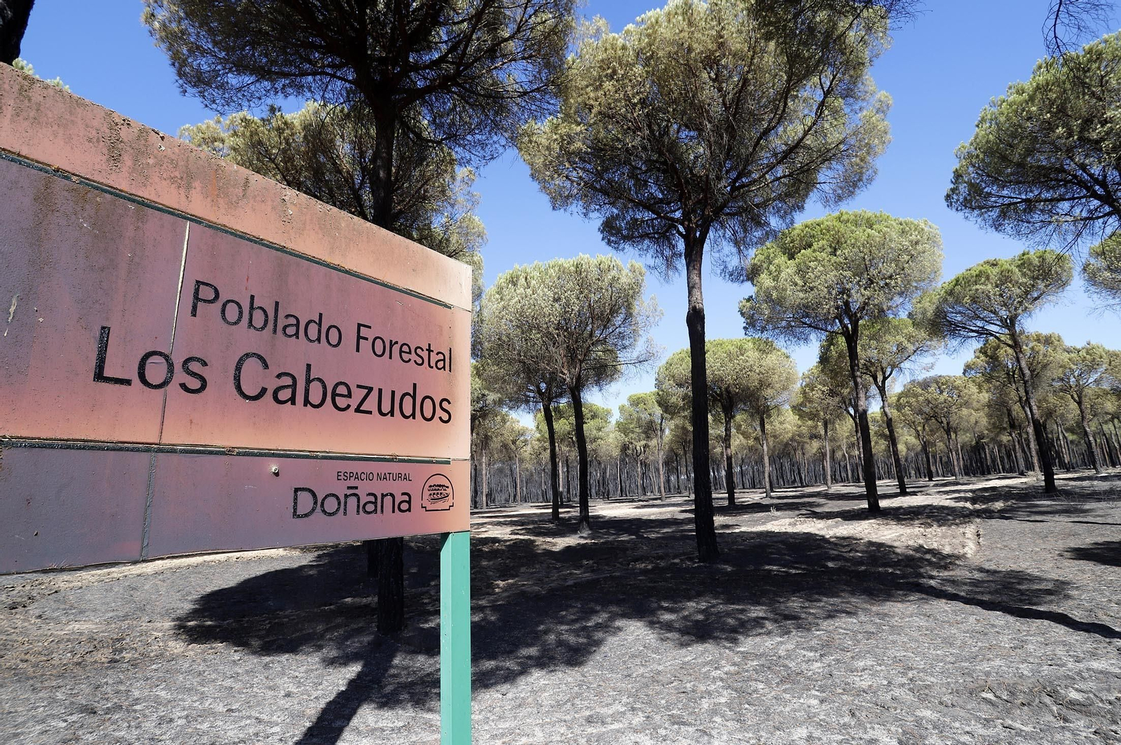 Imágenes de las zonas afectadas por los incendios de Almonte y Bonares