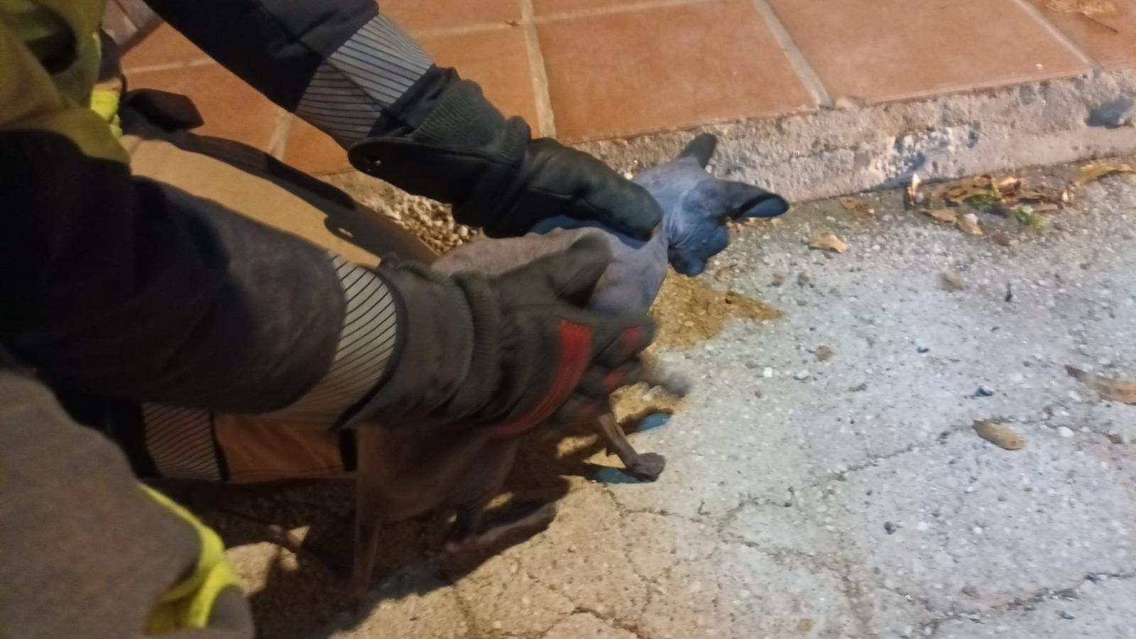 Gato rescatado por los bomberos