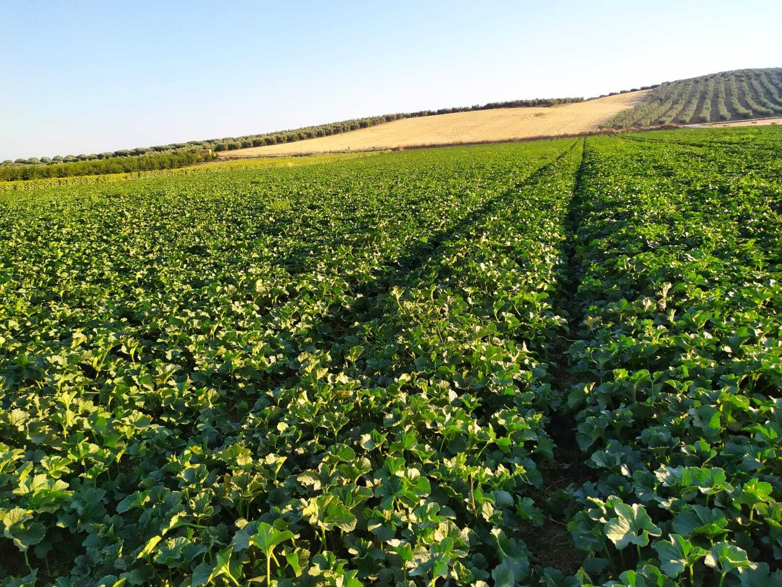 Cultivos de sandías y melones en Montalbán.