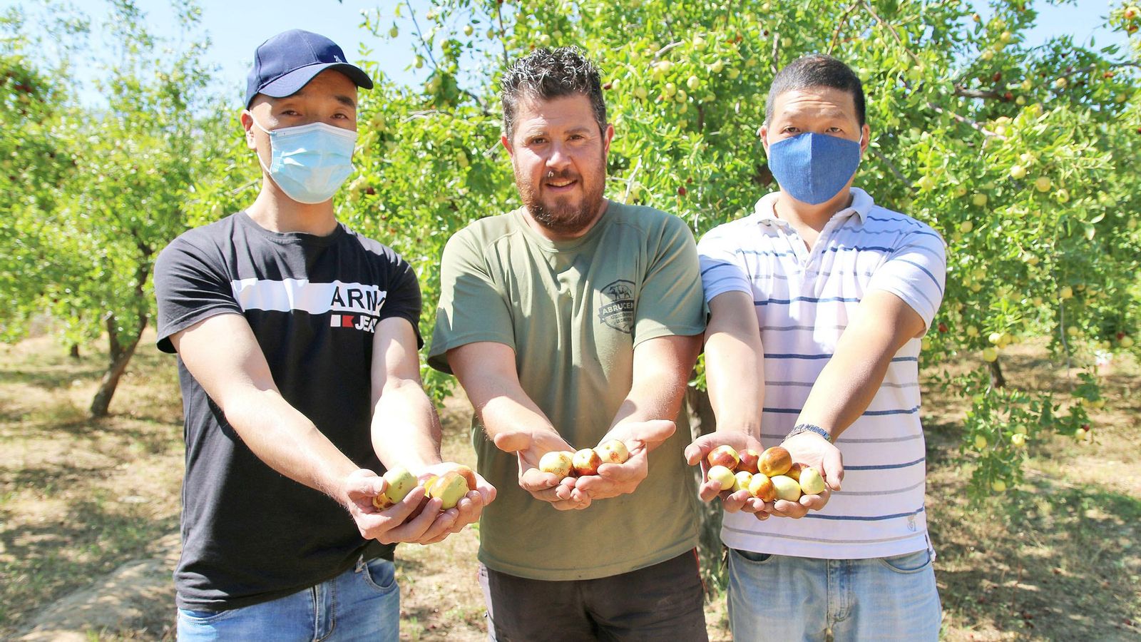 Los dos empresarios chinos y el agricultor abrucenense, con azufaifas en las manos. Los dos empresarios chinos y el agricultor abrucenense, con azufaifas en las manos.