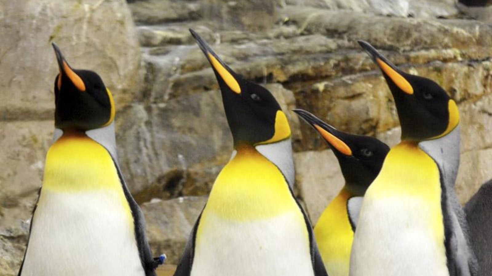 Los pingüino Rey de Selwo Marina.