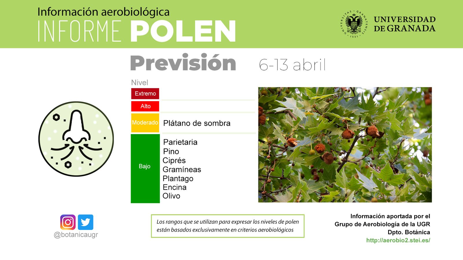 Los niveles de polen de olivo y encinas en Granada repuntan.