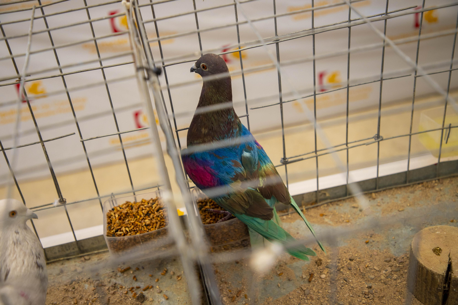 Un paseo en fotografías por Avicor, la Feria Avícola de Córdoba
