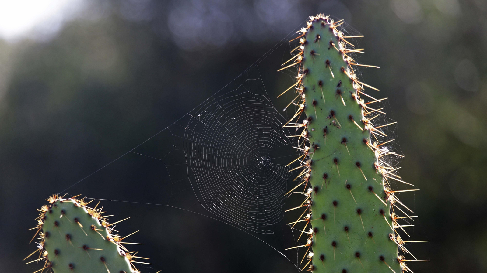 Fotos del estuario del río Guadiaro en San Roque
