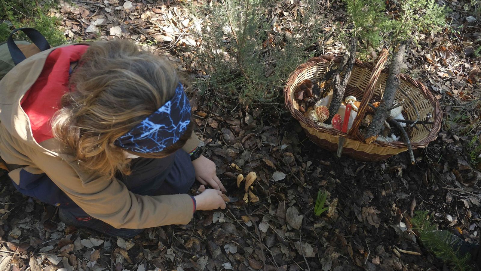 Una mujer recoge setas.