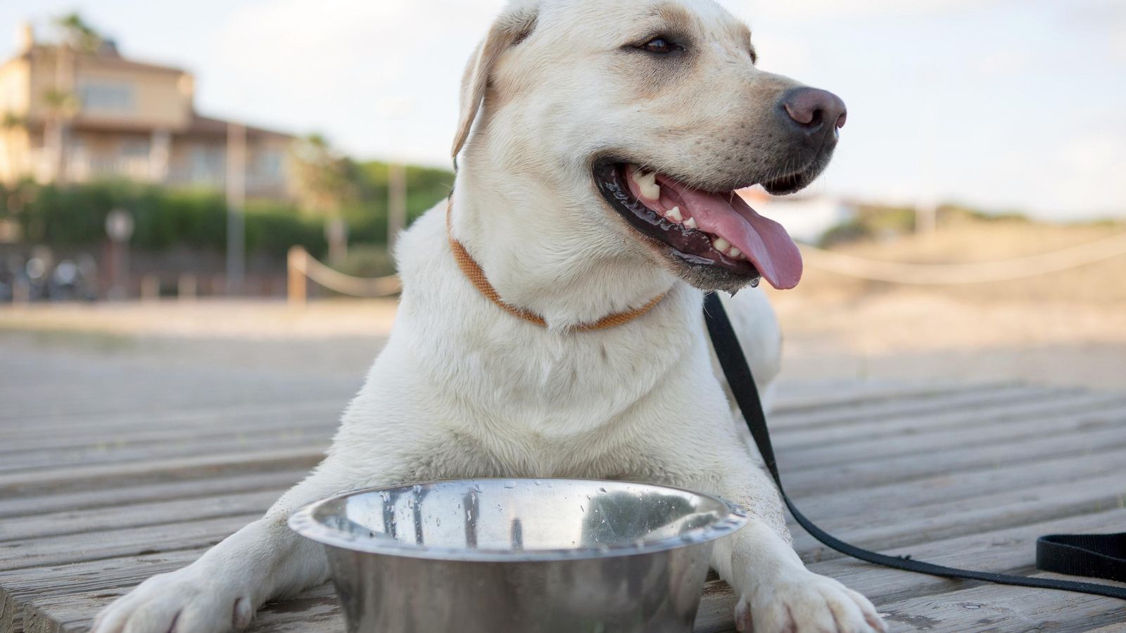 Conviene viajar con agua y un recipiente adecuado para permitir a la mascota su hidratación en las paradas, además de al final del trayecto. Conviene viajar con agua y un recipiente adecuado para permitir a la mascota su hidratación en las paradas, además de al final del trayecto.