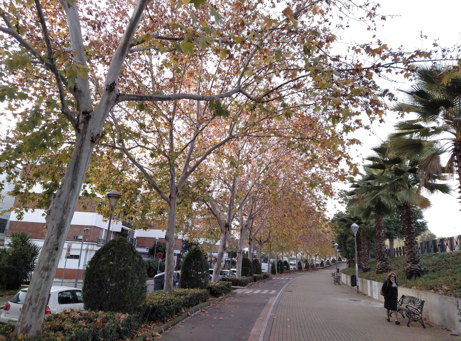 Paisaje invernal en la avenida del Corregidor.