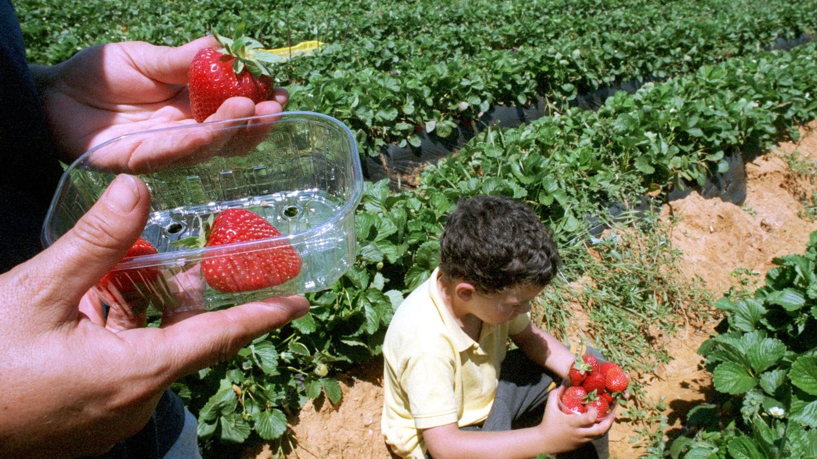 Fresas de Lepe Fresas de Lepe
