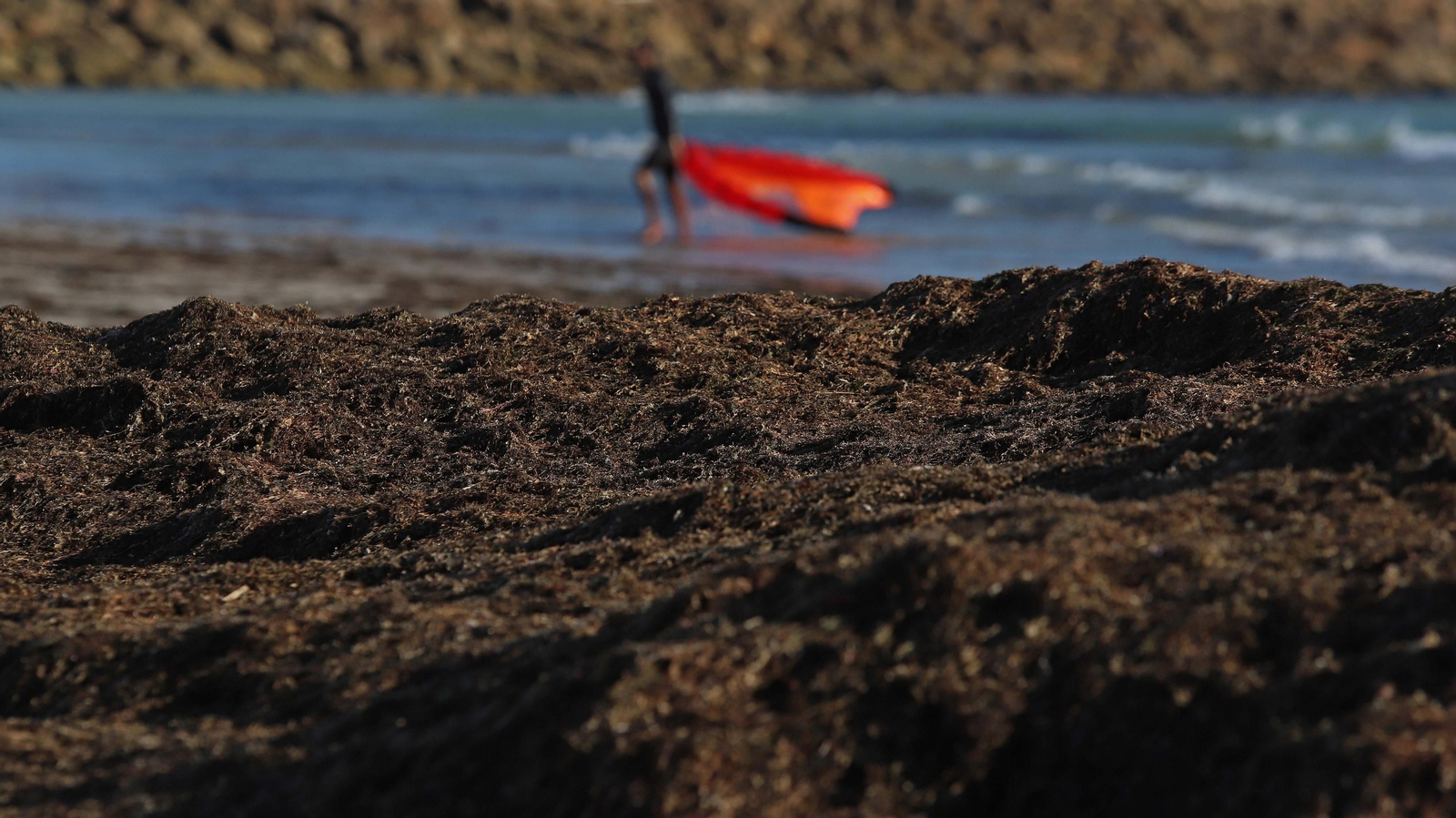 Alga invasora en Tarifa
